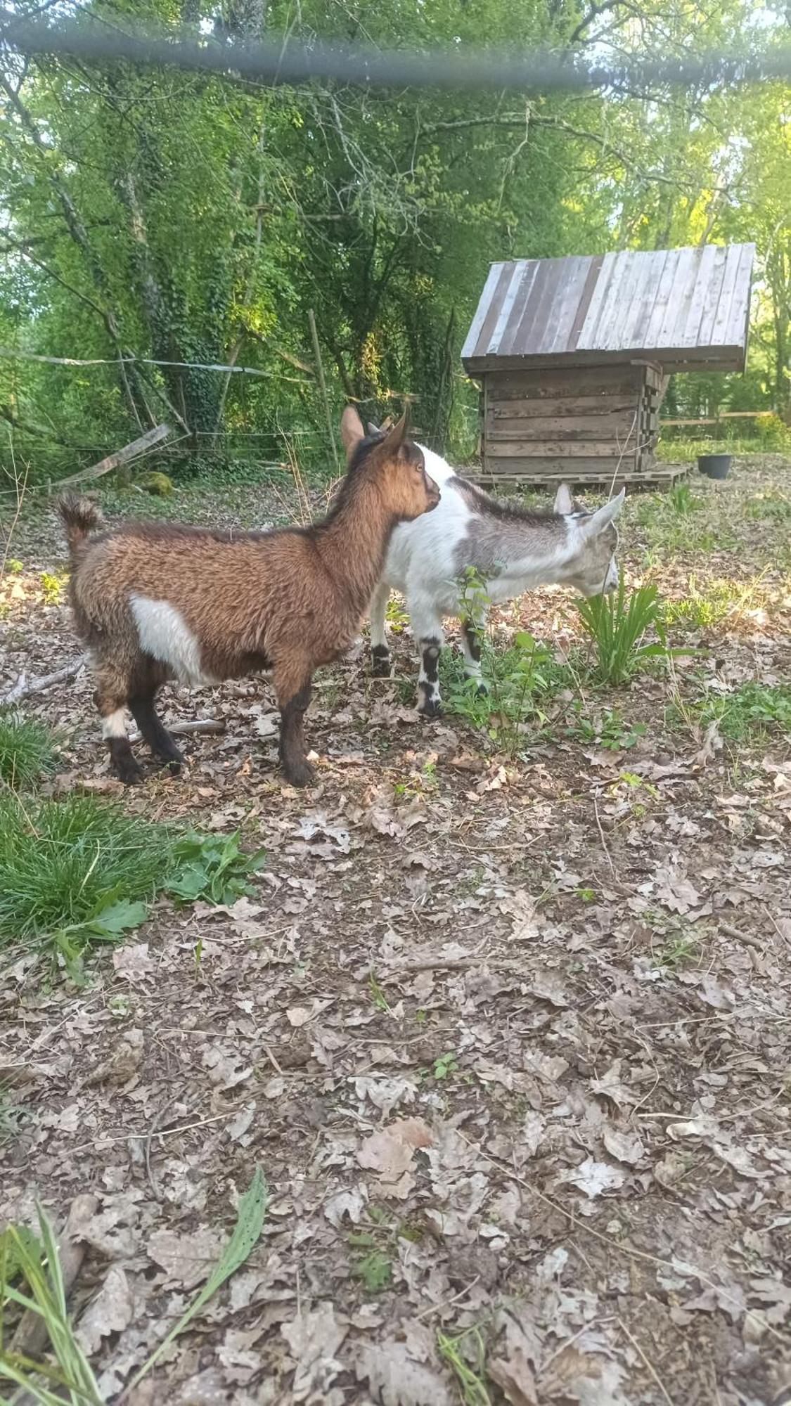 7-Gite-7 Personnes Au Coeur De La Nature /Piscine Saint-Aubin-de-Nabirat Esterno foto